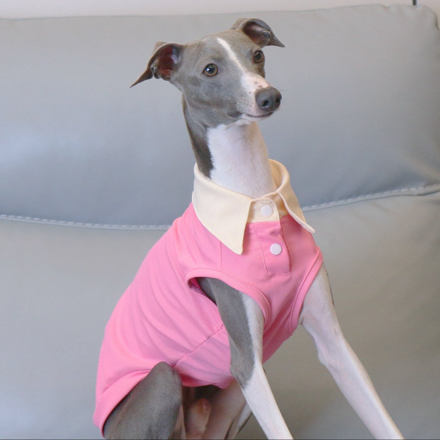 Whippet Italian Greyhound Dog Polo Shirt Lightweight Breathable Summer Vest Bright Color Pet Outfit