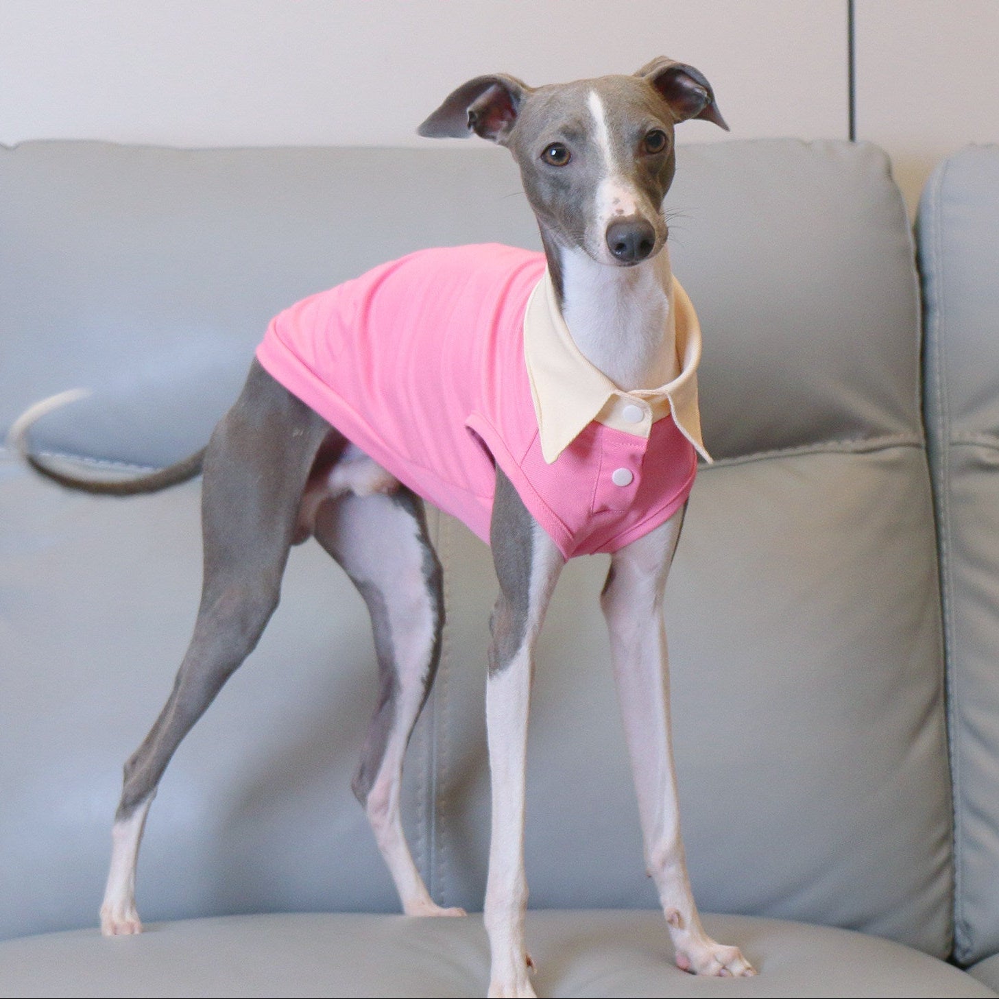 Whippet Italian Greyhound Dog Polo Shirt Lightweight Breathable Summer Vest Bright Color Pet Outfit