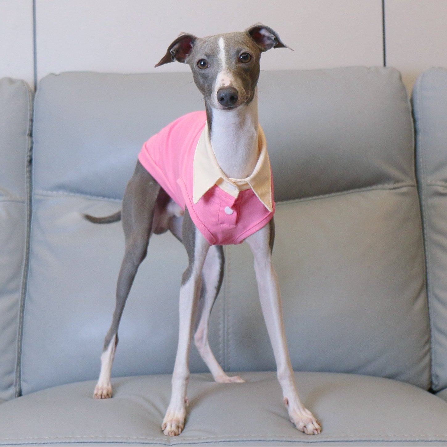 Whippet Italian Greyhound Dog Polo Shirt Lightweight Breathable Summer Vest Bright Color Pet Outfit