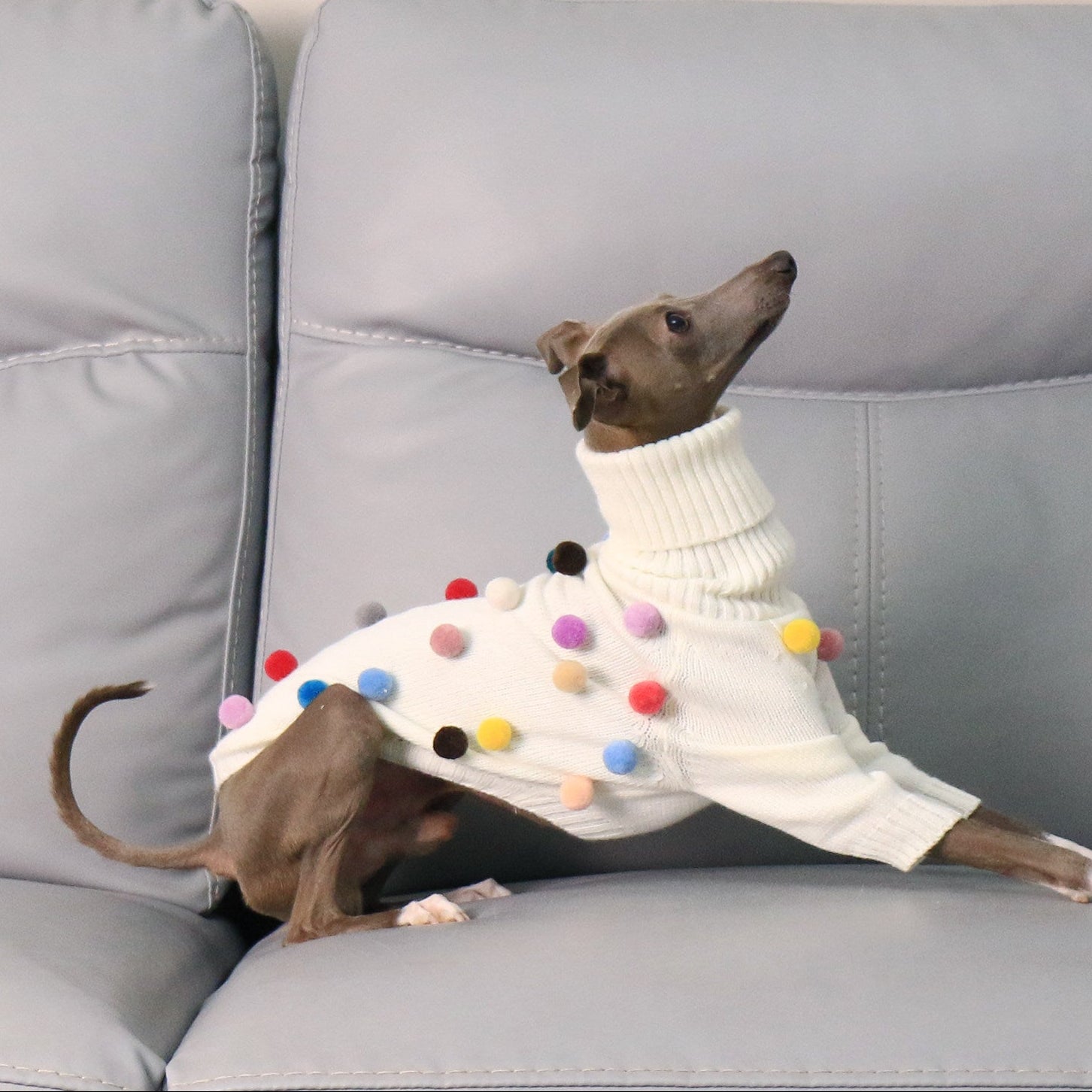 Whippet & Italian Greyhound Turtleneck Knit Dog Sweater – Warm Sighthound Clothing