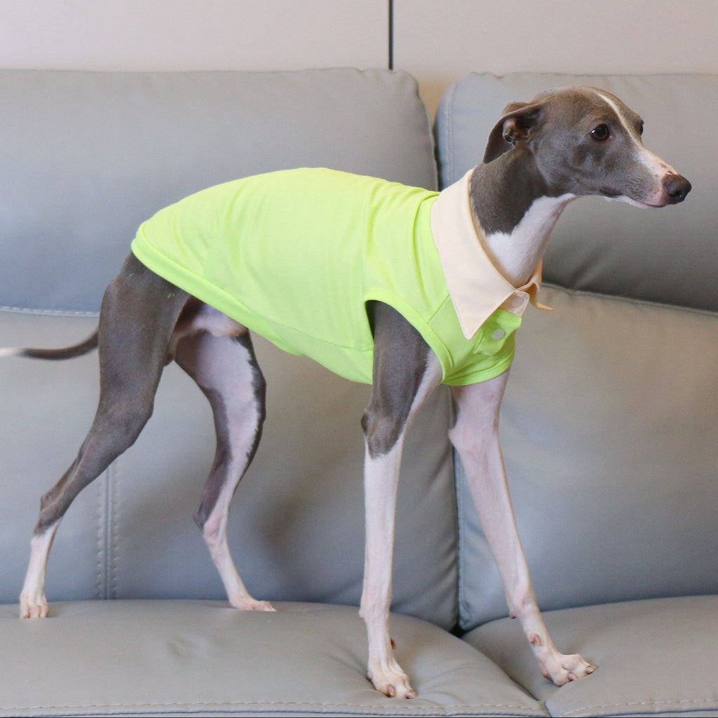 Whippet Italian Greyhound Dog Polo Shirt Lightweight Breathable Summer Vest Bright Color Pet Outfit