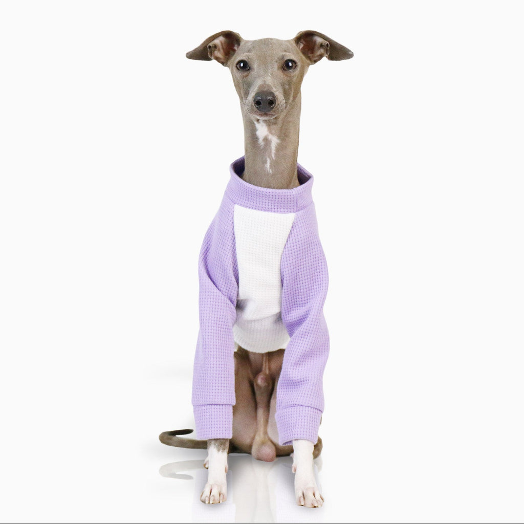 Whippet Italian Greyhound Dog Shirt Lightweight Color Block Pet T-Shirt Breathable Autumn Outfit