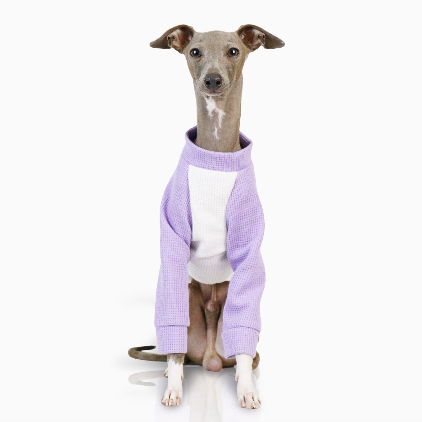 Whippet Italian Greyhound Dog Shirt Lightweight Color Block Pet T-Shirt Breathable Autumn Outfit