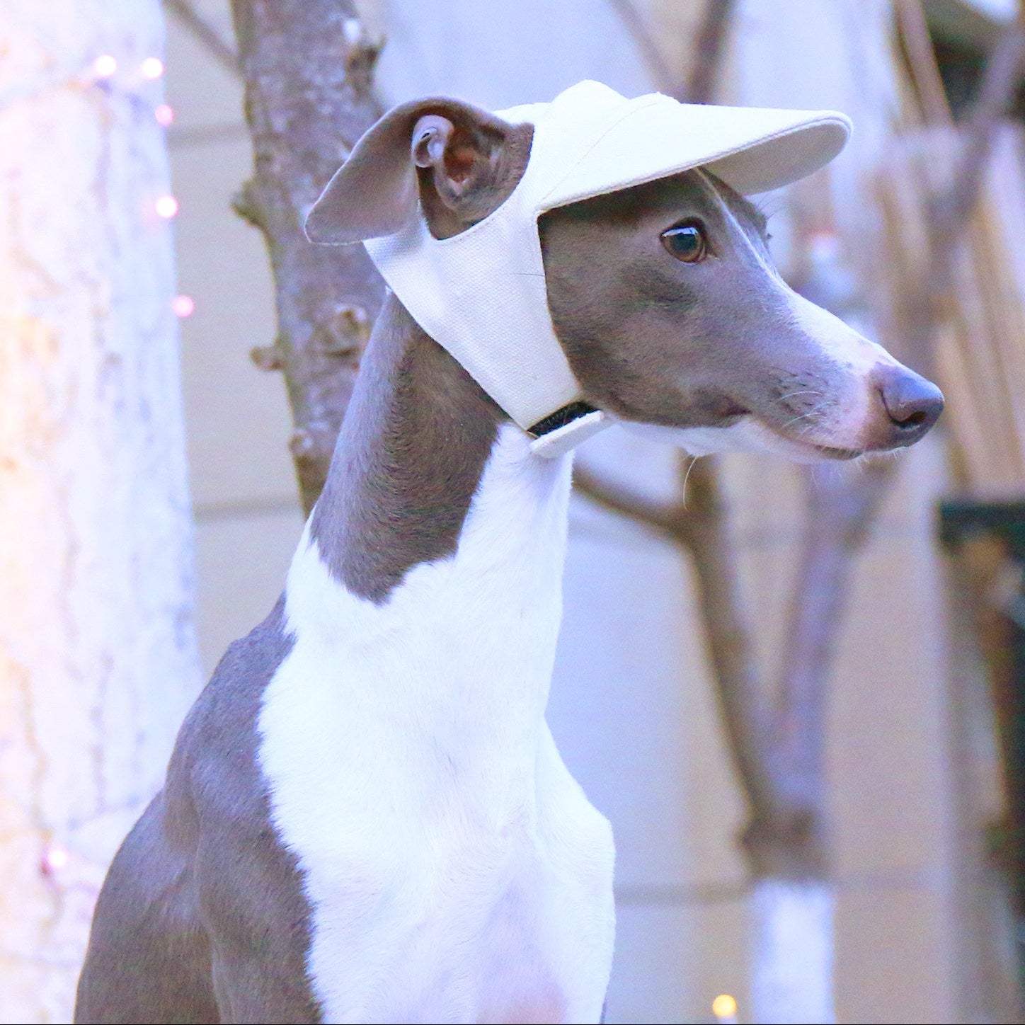 Whippet Italian Greyhound Dog Baseball Cap Sun Hat Lightweight Pet Outdoor Hat
