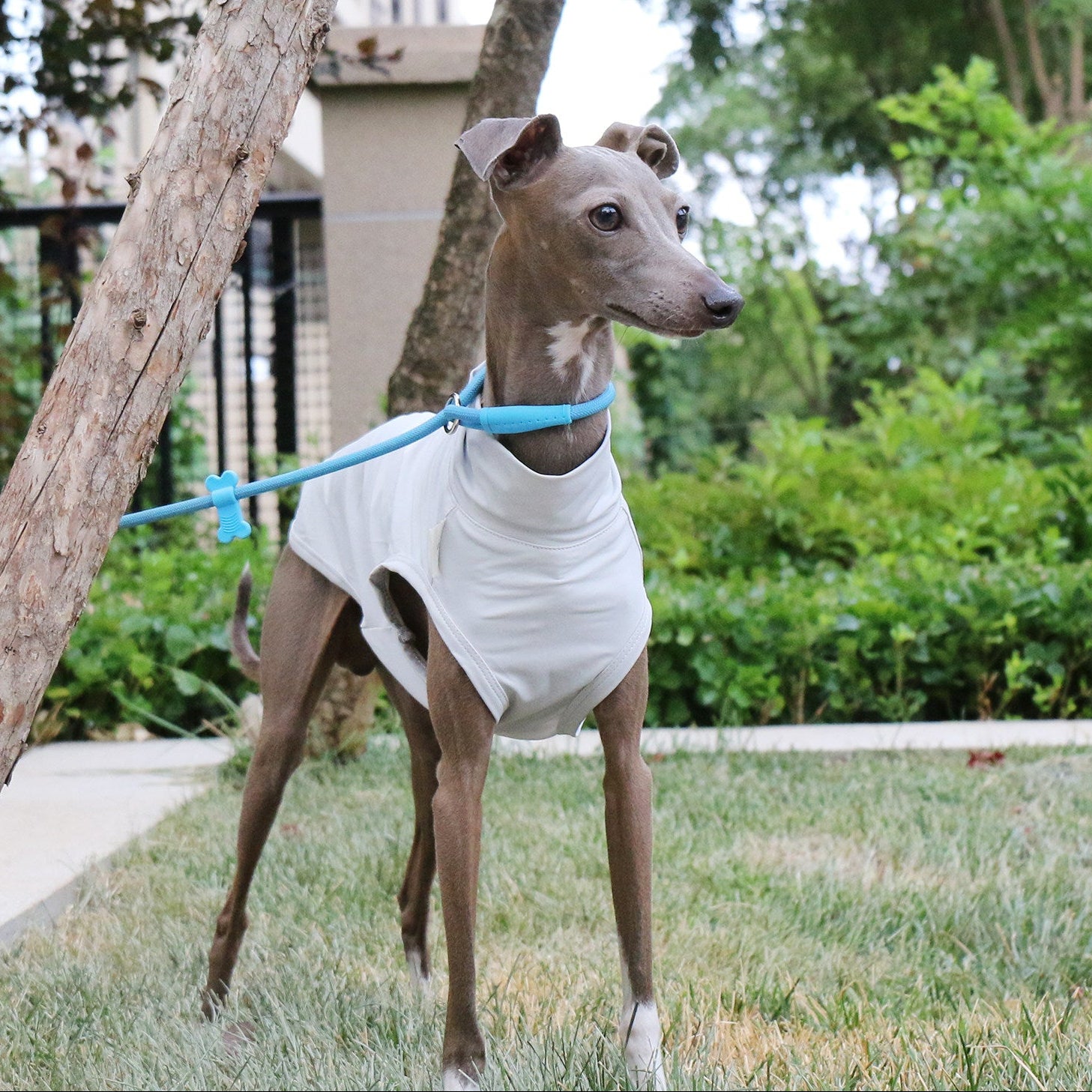 Cooling Dog Vest for Whippet Italian Greyhound Lightweight Breathable Summer Sun Protection Shirt
