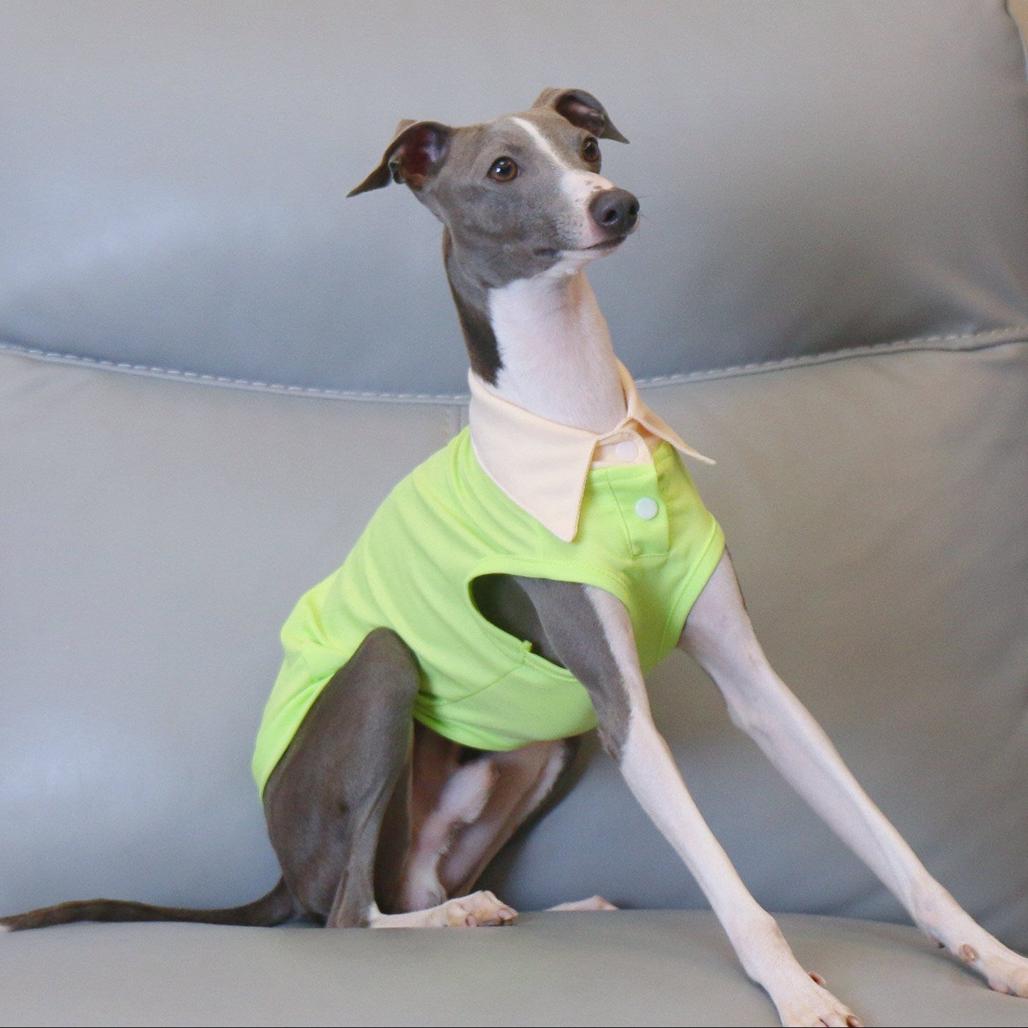 Whippet Italian Greyhound Dog Polo Shirt Lightweight Breathable Summer Vest Bright Color Pet Outfit