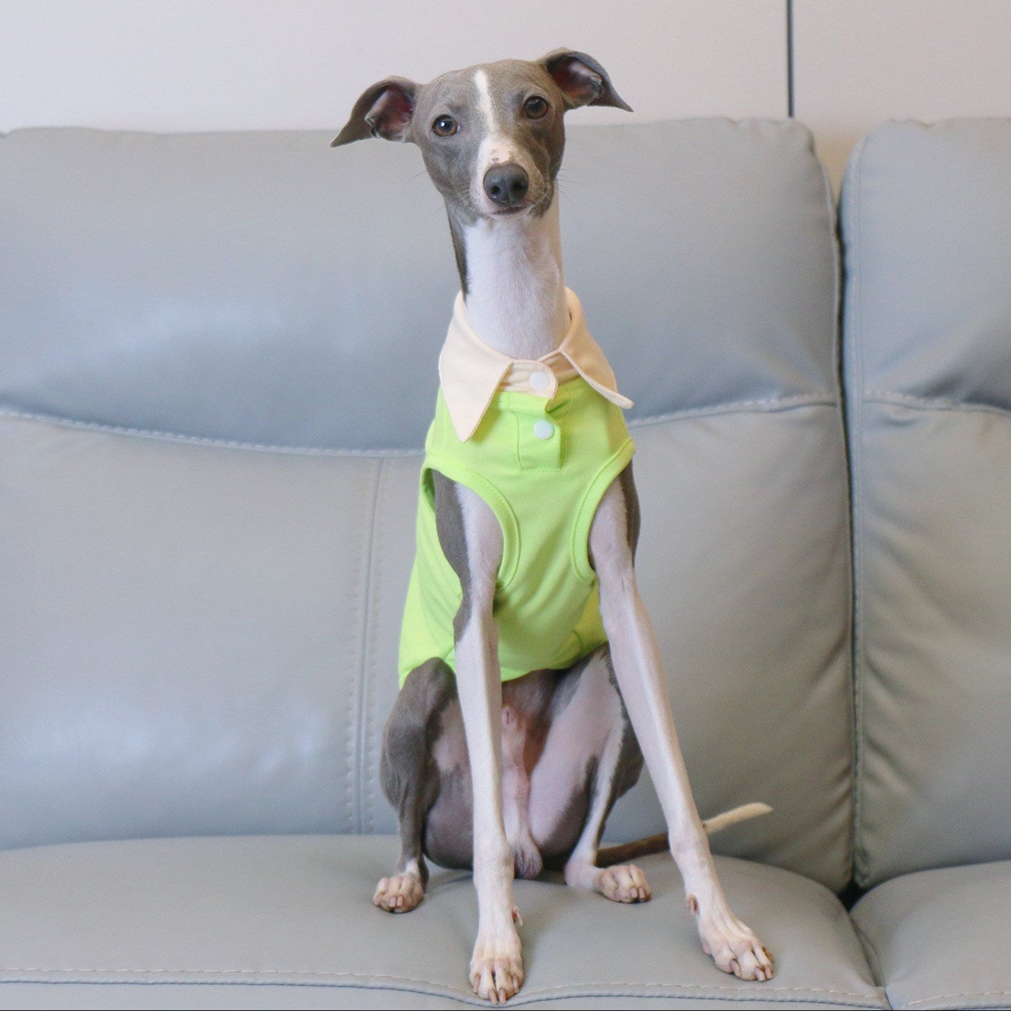 Whippet Italian Greyhound Dog Polo Shirt Lightweight Breathable Summer Vest Bright Color Pet Outfit
