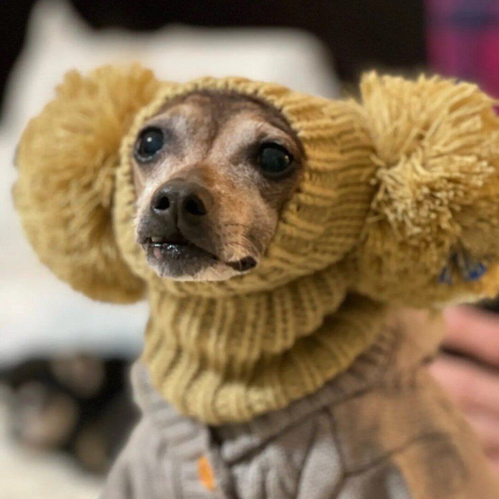 Whippet & Italian Greyhound Knit Dog Hood – Cute Winter Sighthound Hat