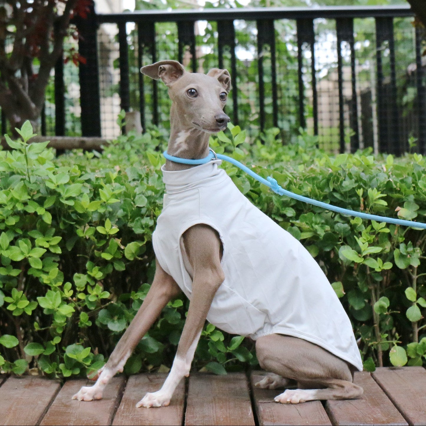 Cooling Dog Vest for Whippet Italian Greyhound Lightweight Breathable Summer Sun Protection Shirt
