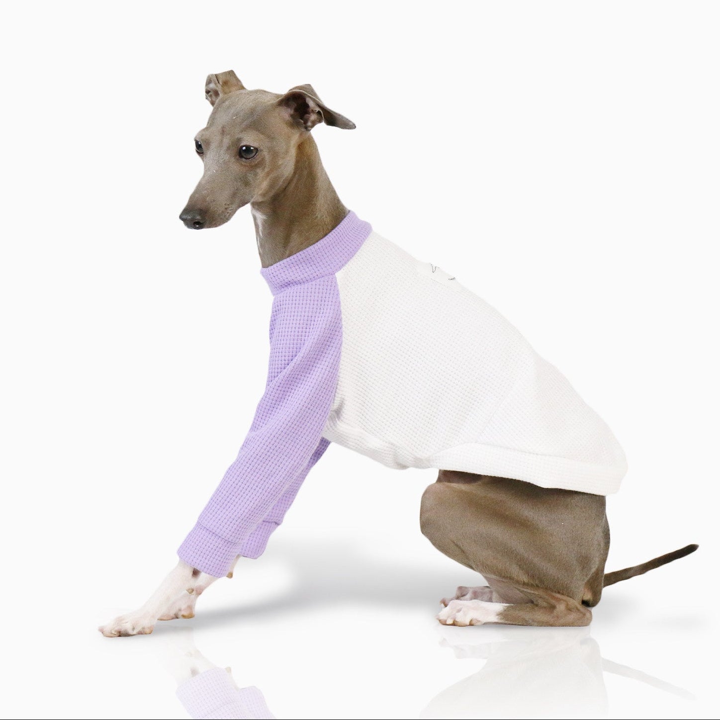 Whippet Italian Greyhound Dog Shirt Lightweight Color Block Pet T-Shirt Breathable Autumn Outfit