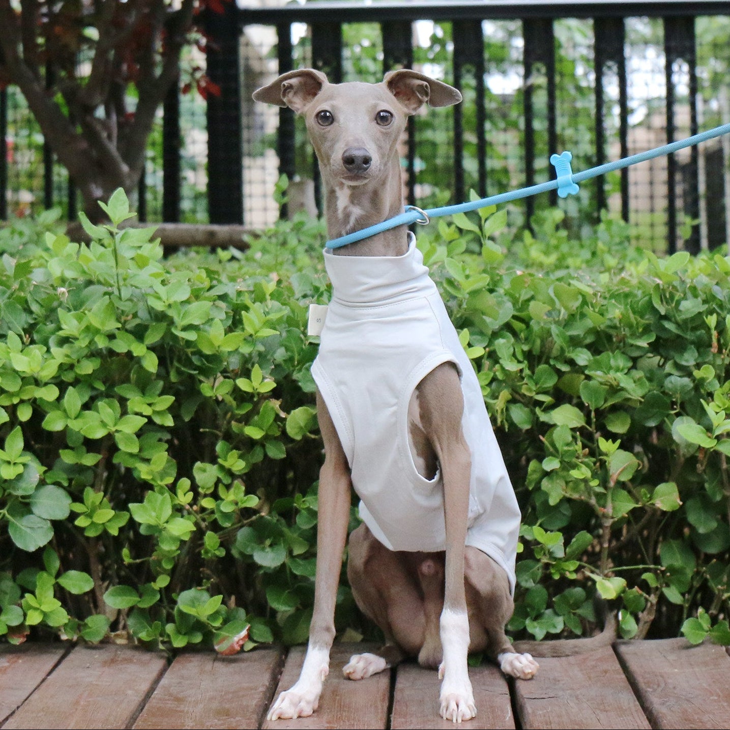 Cooling Dog Vest for Whippet Italian Greyhound Lightweight Breathable Summer Sun Protection Shirt