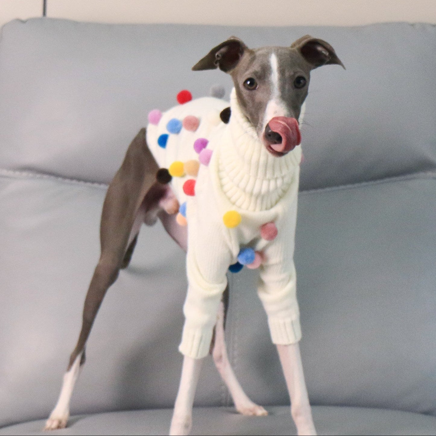 Whippet & Italian Greyhound Turtleneck Knit Dog Sweater – Warm Sighthound Clothing