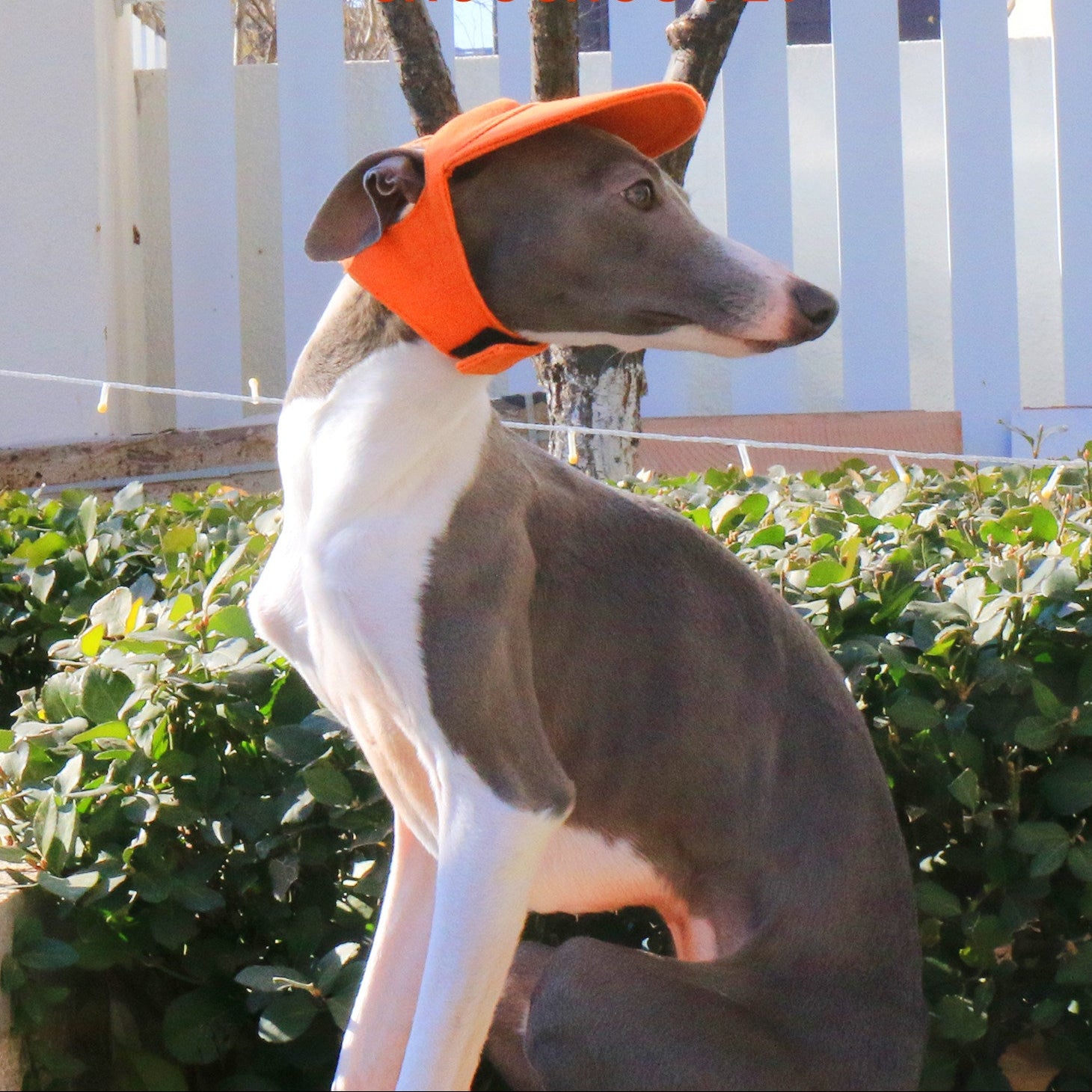 Whippet Italian Greyhound Dog Baseball Cap Sun Hat Lightweight Pet Outdoor Hat