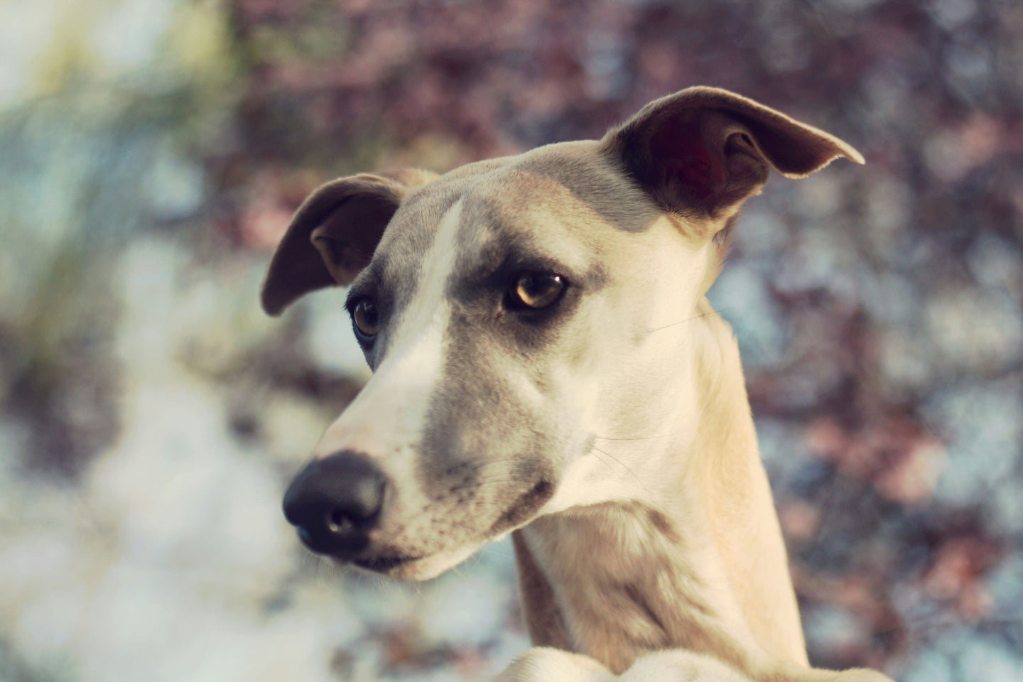 Whippet dog portrait for WhippetYingBang